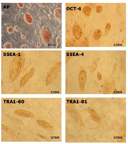 Pluripotent stem cell marker expression of porcine embryonic germ cells.