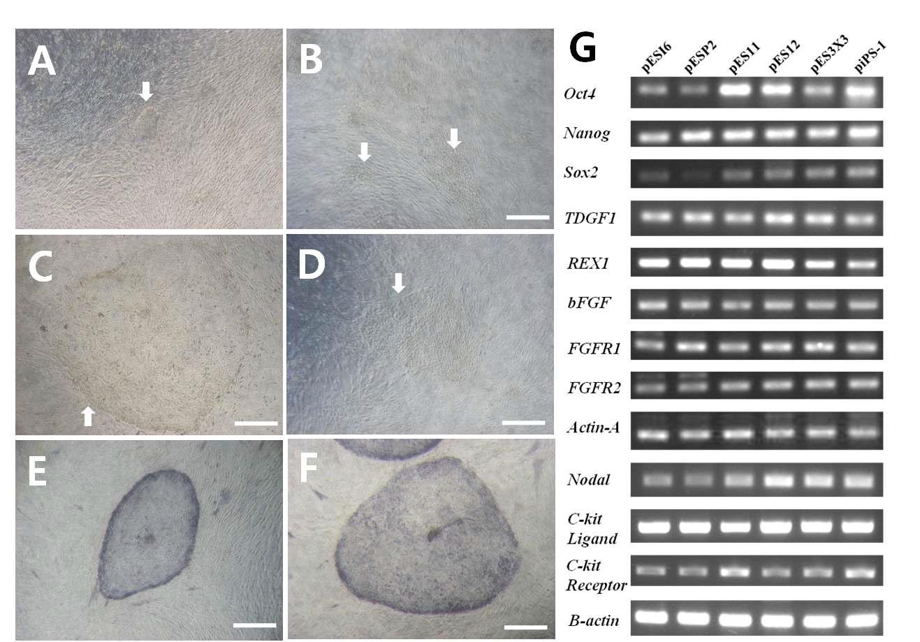 돼지 줄기세포의 확립 및 유전자 발현 분석 결과