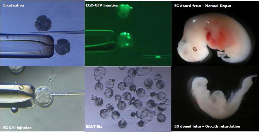 돼지 원시생식세포 유래 줄기세포를 이용한 핵이식 수정란의 생산 및 수정란 이식후 임신 25일 적출 자궁에서 수거한 돼지 복제 태아