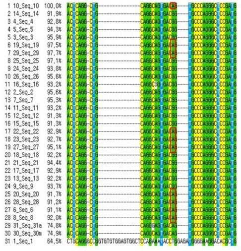 Sequence alignments of SLA-2 gene from 30 clones in porcine E Scells and EBs.