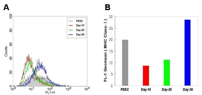 Expression of MHC class-I proteins in undifferentiation and differentiated porcine ES cells. FACS analysis of MHC molecules: expression of MHC-I was assayed by use of SLA – Ⅰ antibody. (A) Histogram of MHC expression on porcine ES cells and EBs. (B) MHC expression in geomean.