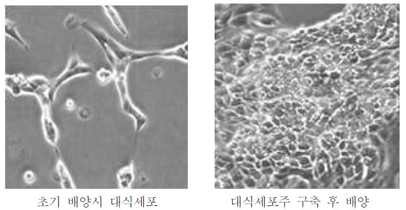 무균돼지 폐 대식세포