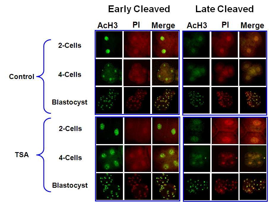 돼지 복제수정란의 첫 분할시기에 따라 분할란에 TSA 처리에 따른 acetylation 분석