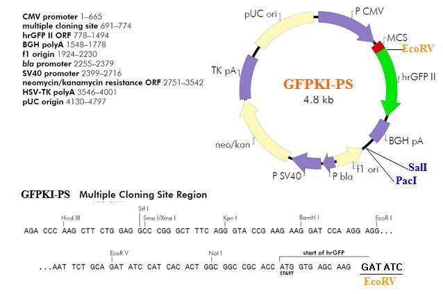EcoRV 절단부위를 포함하는 GFPKI-PS 벡터지도