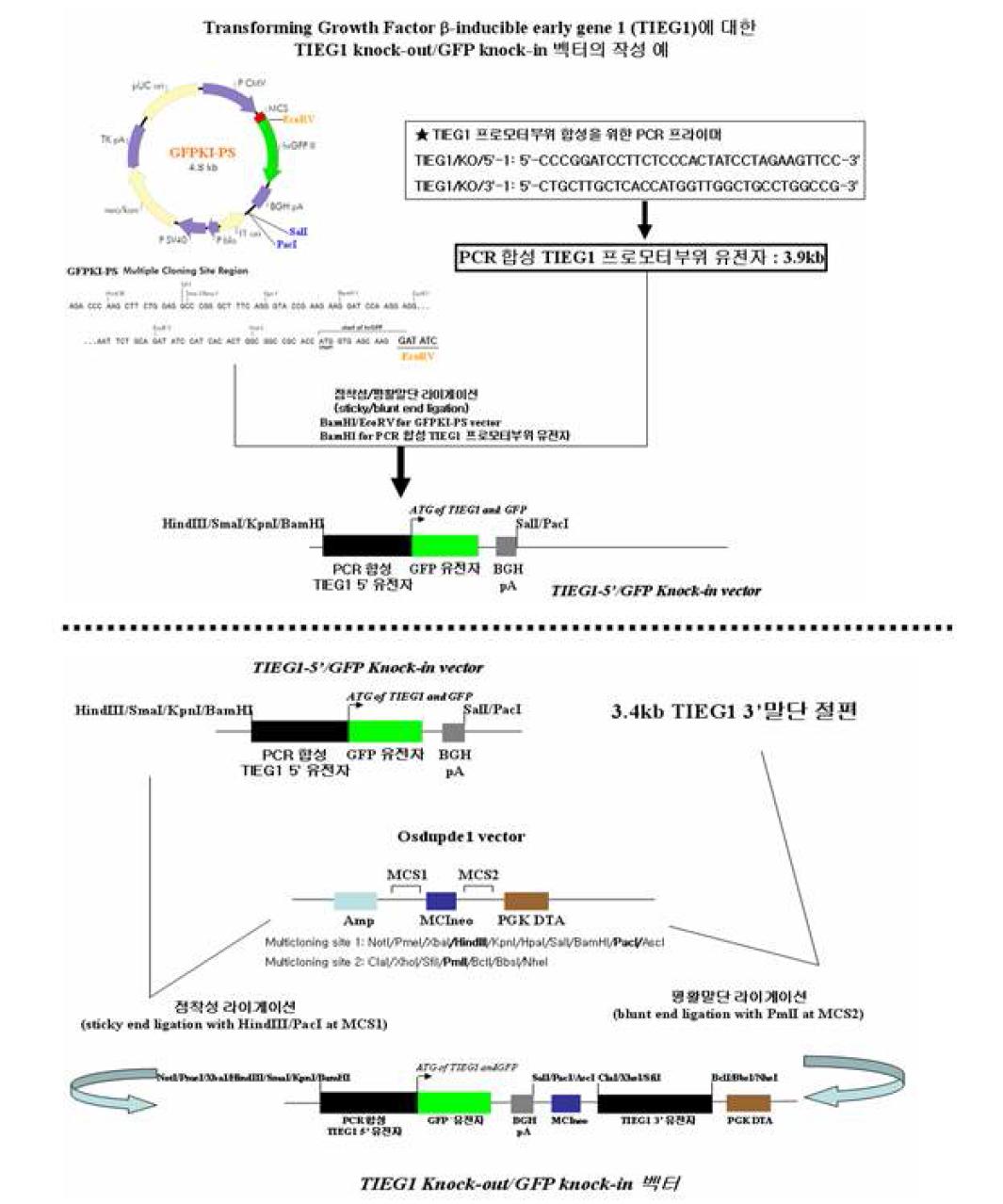 GFPKI-PS 벡터를 이용하여 TIEG1유전자를 넉아웃 시키기 위한 벡터제작 모식도
