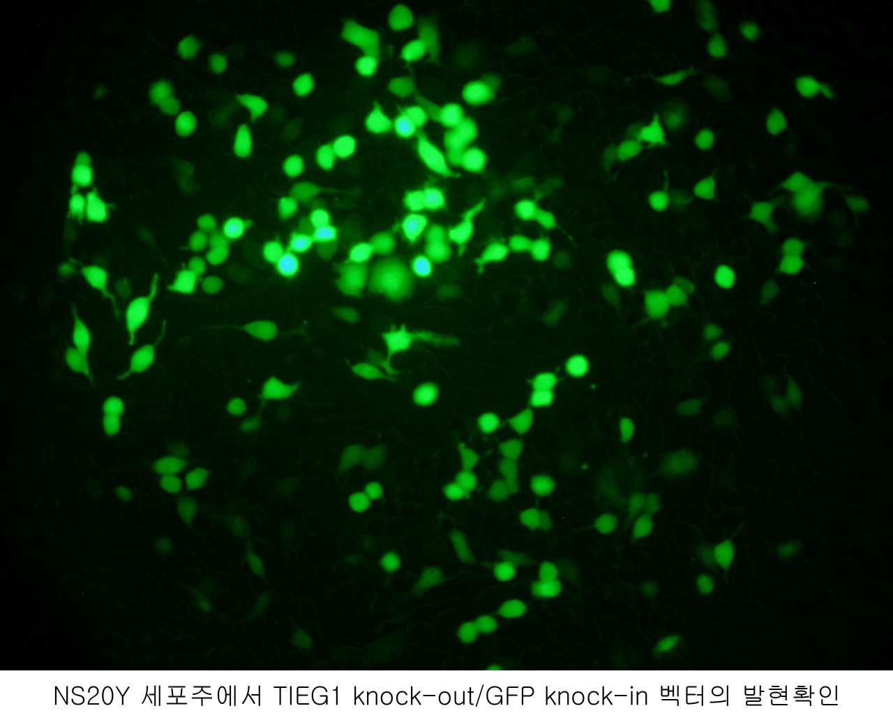 Transient transfection을 통한 GFPKI-PS벡터의 형광발현 확인