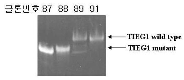 PCR를 이용한 TIEG1의 유전자형 확정