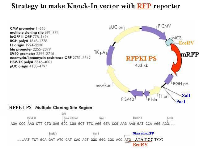 EcoRV 절단부위를 포함하는 RFPKI-PS 벡터지도