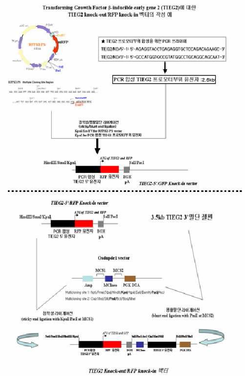 RFPKI-PS 벡터를 이용하여 TIEG2유전자를 넉아웃 시키기 위한 벡터제작 모식도 이상과 같은 방법으로 제작된 TIEG2 넉아웃 벡터를 R1 생쥐 배아줄기세포(Heiner Westphal 박사로부터 기증 받음)에 도입하여 동종 재조합을 유도하였고, 5’-프로브 및 3’-프로브를 이용하여 써던 블롯을 수행하였다. 그림 8에 나타난 바와 같이, R1 생쥐 배아줄기세포의 클론번호(62, 64, 67)은 넉아웃 벡터와 동종 재조합이 일어난 것으로 확인되었고, 클론번호(63, 65, 66)은 음성이었다. 총 117개의 클론 중 15개의 클론에서 동종 재조합에 의해 TIEG2의 개시코돈인 ATG부터 적색형광단백질의 ORF로 대체된 것을 확인하였다.