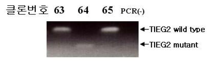 PCR를 이용한 TIEG2의 유전자형 확정