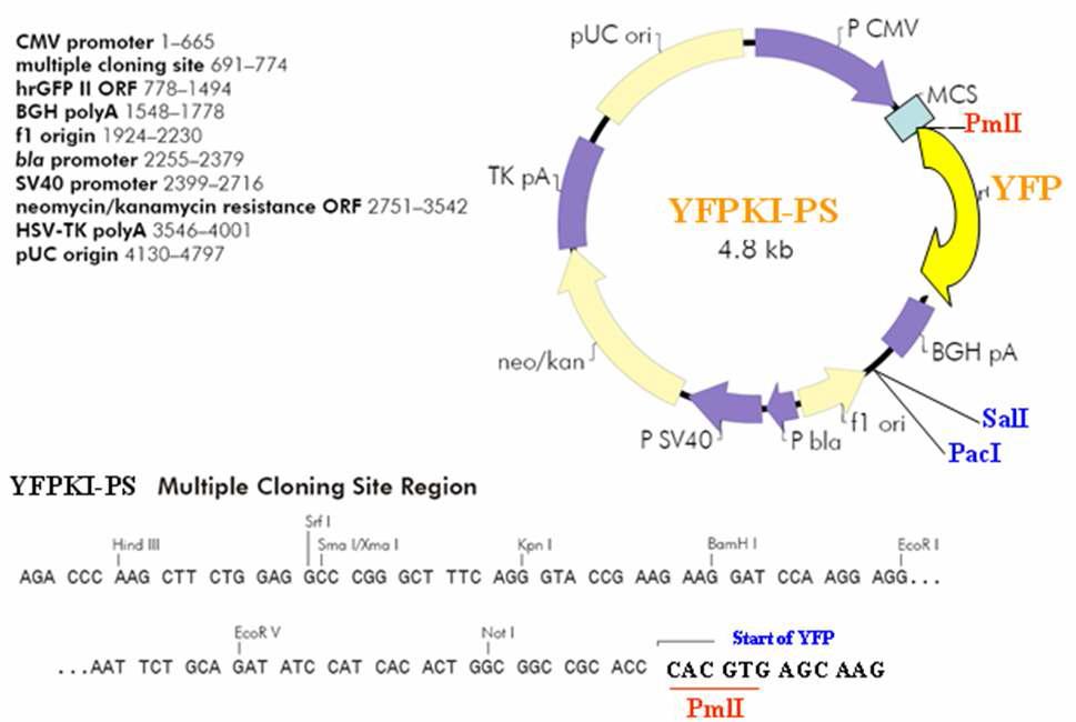 PmlI 절단부위를 포함하는 YFPKI-PS 벡터지도