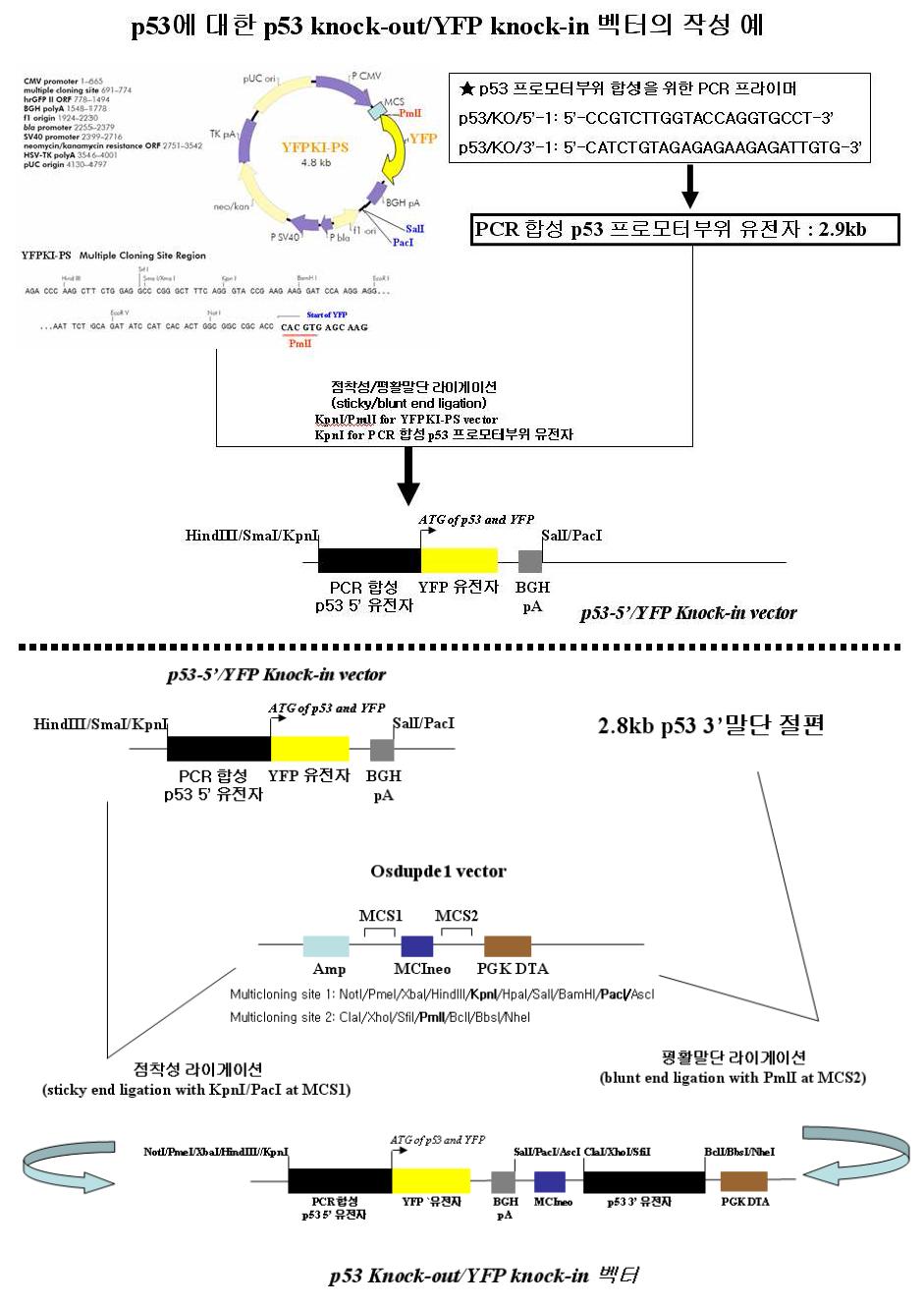 YFPKI-PS 벡터를 이용하여 p53 유전자를 넉아웃 시키기 위한 벡터제작 모식도 이와 같은 방법을 이용하여 제작된 p53 넉아웃 벡터를 R1 생쥐 배아줄기세포(Heiner Westphal 박사로부터 기증 받음)에 도입하여 동종 재조합을 유도하였고, 5’-프로브 및 3’-프로브를 이용하여 써던 블롯을 수행하였다. 그림 13에 나타난 바와 같이, R1 생쥐 배아줄기세포의 클론번호(19, 20, 21, 23)은 넉아웃 벡터와 동종 재조합이 일어난 것으로 확인되었고, 클론번호(18, 22, 24, 25)은 음성이었다. 총 95개의 클론 중 24개의 클론에서 동종재조합에 의해 p53의 개시코돈인 ATG 부터 황색형광단백질의 ORF로 대체된 것을 확인하였다.