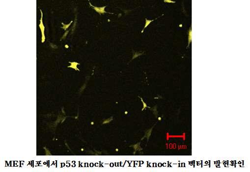 Transient transfection을 통한 YFPKI-PS벡터의 형광발현 확인