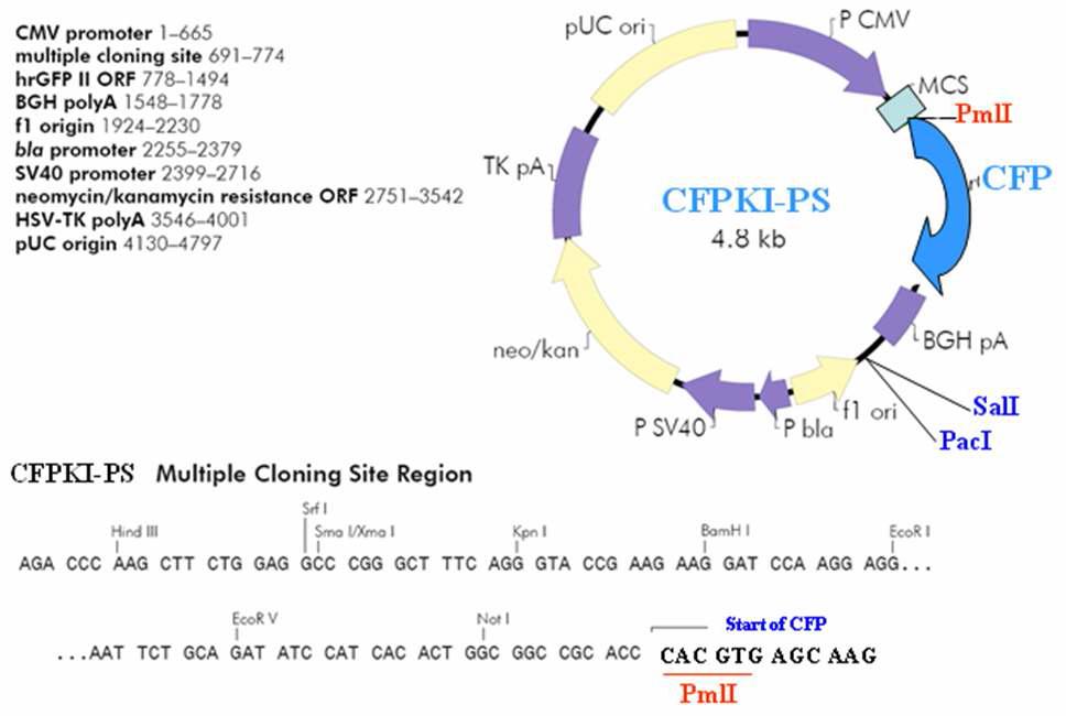 PmlI 절단부위를 포함하는 CFPKI-PS 벡터지도