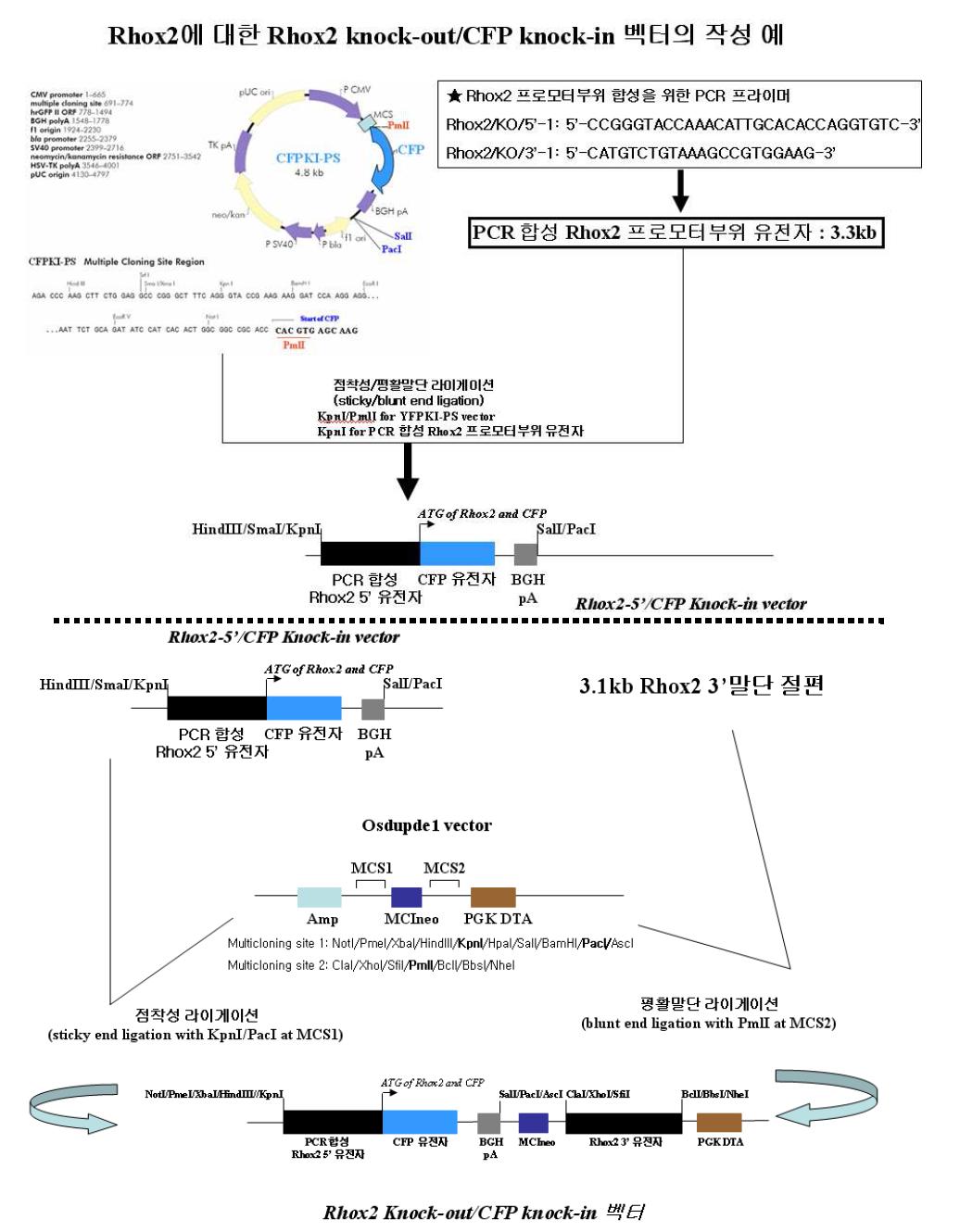 CFPKI-PS 벡터를 이용하여 Rhox2유전자를 넉아웃 시키기 위한 벡터제작 모식도 이와 같은 방법을 이용하여 제작된 Rhox2 넉아웃 벡터를 R1 생쥐 배아줄기세포 (Heiner Westphal 박사로부터 기증 받음)에 도입하여 동종 재조합을 유도하였고, 5’-프로브 및 3’-프로브를 이용하여 써던 블롯을 수행하였다. 그림 17에 나타난 바와 같이, R1 생쥐 배아줄기세포의 클론번호(39, 42, 43)은 넉아웃 벡터와 동종 재조합이 일어난 것으로 확인되었고, 클론번호(40, 41, 44)은 음성이었다. 총 91개의 클론 중 18개의 클론에서 동종재조합에 의해 Rhox2의 개시코돈인 ATG 부터 청색형광단백질의 ORF로 대체된 것을 확인하였다.