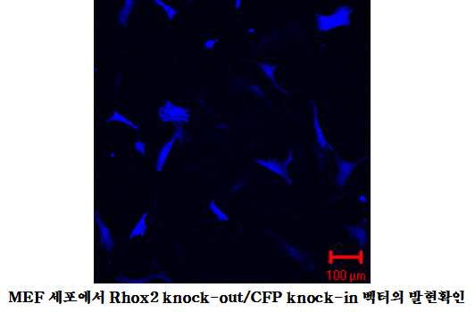 Transient transfection을 통한 CFPKI-PS벡터의 형광발현 확인