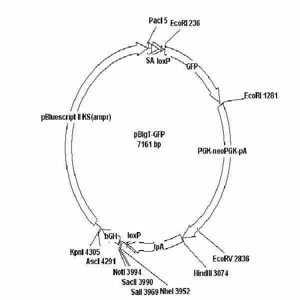 pBigT-GFP 벡터지도