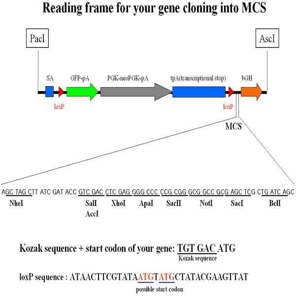 pBigT-GFP 벡터의 MSC 부분에서의 Reading Frame