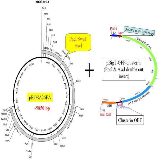 clusterin을 목적유전자로 한 넉인벡터 제작과정