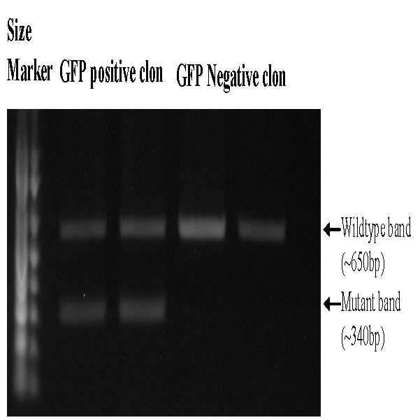 GFP 발현여부와 PCR를 통한 유전자형과의 비교