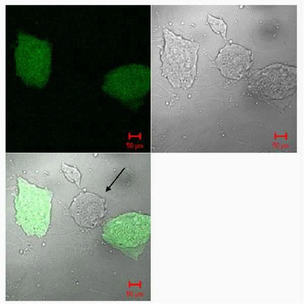 Cre-recombinase 발현을 통한 GFP negative 배아줄기세포 생산