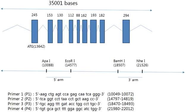 pig ACT-6 genomic DNA 구조와 5’/3‘-arm