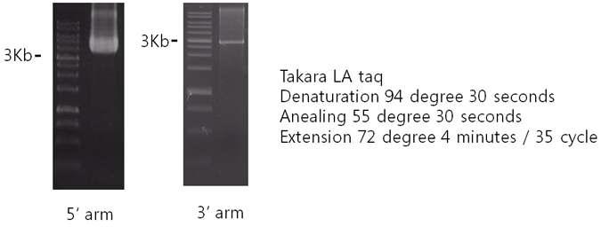 PCR에 의한 5‘-arm과 3’-arm의 증폭