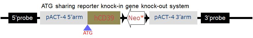 psACT4CD39KI의 간략한 전개도