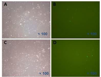 transient transfection을 통한 pACT-4 5’-arm의 포로모터 activity