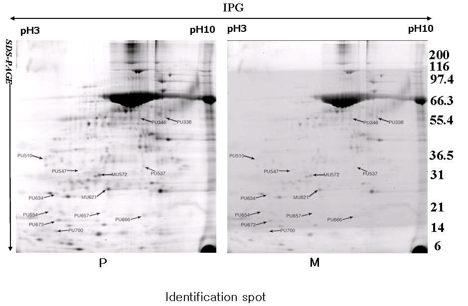 돼지 성숙난자와 활성화 시킨 후의 2D-DIGE에 의한 단백질 분석. P: Activated oocytes, M: Maturede oocytes.