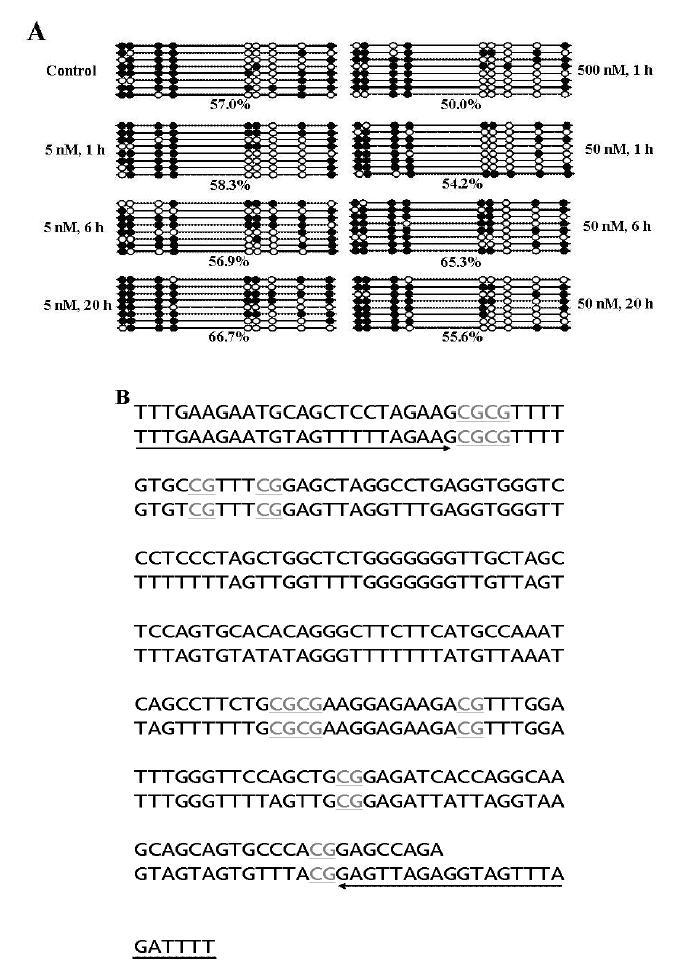 돼지 centromeric satellite region의 DNA methylation patterns 분석