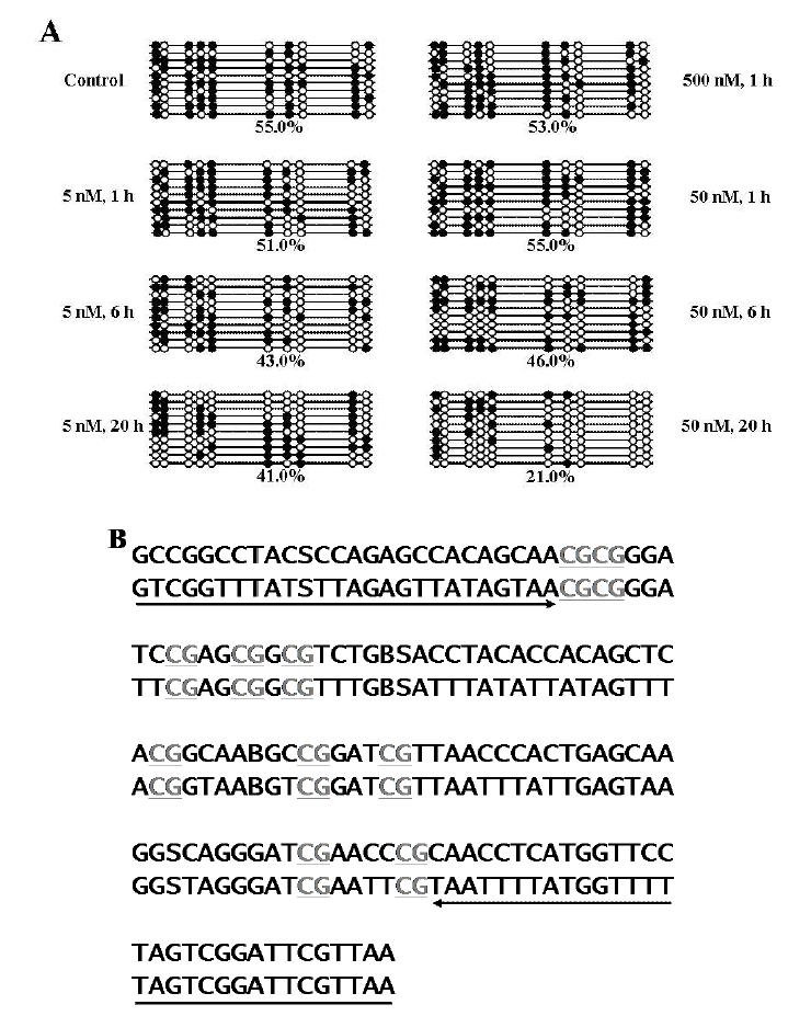 돼지PRE-1 SINE region의 DNA methylation patterns 분석