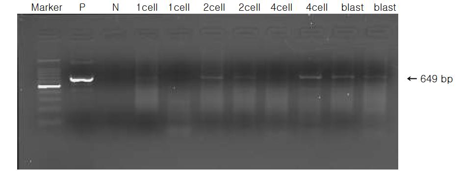 tPA gene을 함유하고 있는 돼지 체세포를 이용하여 핵이식 후 배발달에 따른 PCR 분석