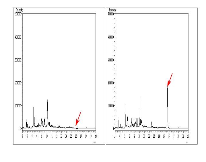 무처리 및 회수율 시험의 Chromatogram