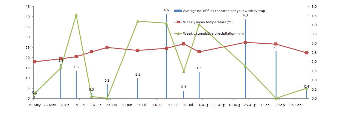 황색끈끈이트랩에 포획된 인삼줄기버섯파리 성충의 트랩당 포획수 및 주간평균