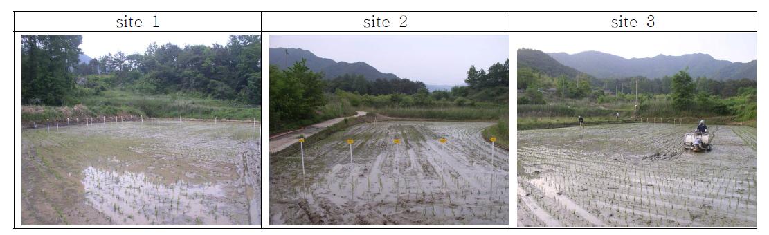 Transplanting of rice on experimental sites