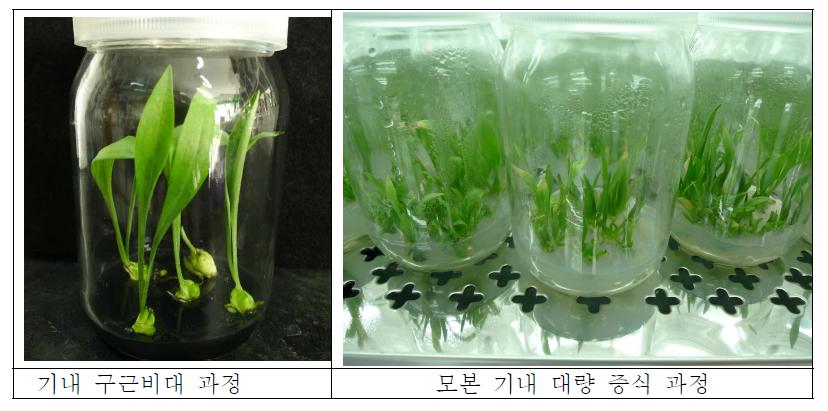 In vitro propagation and bulb maturation of seed producing parent.