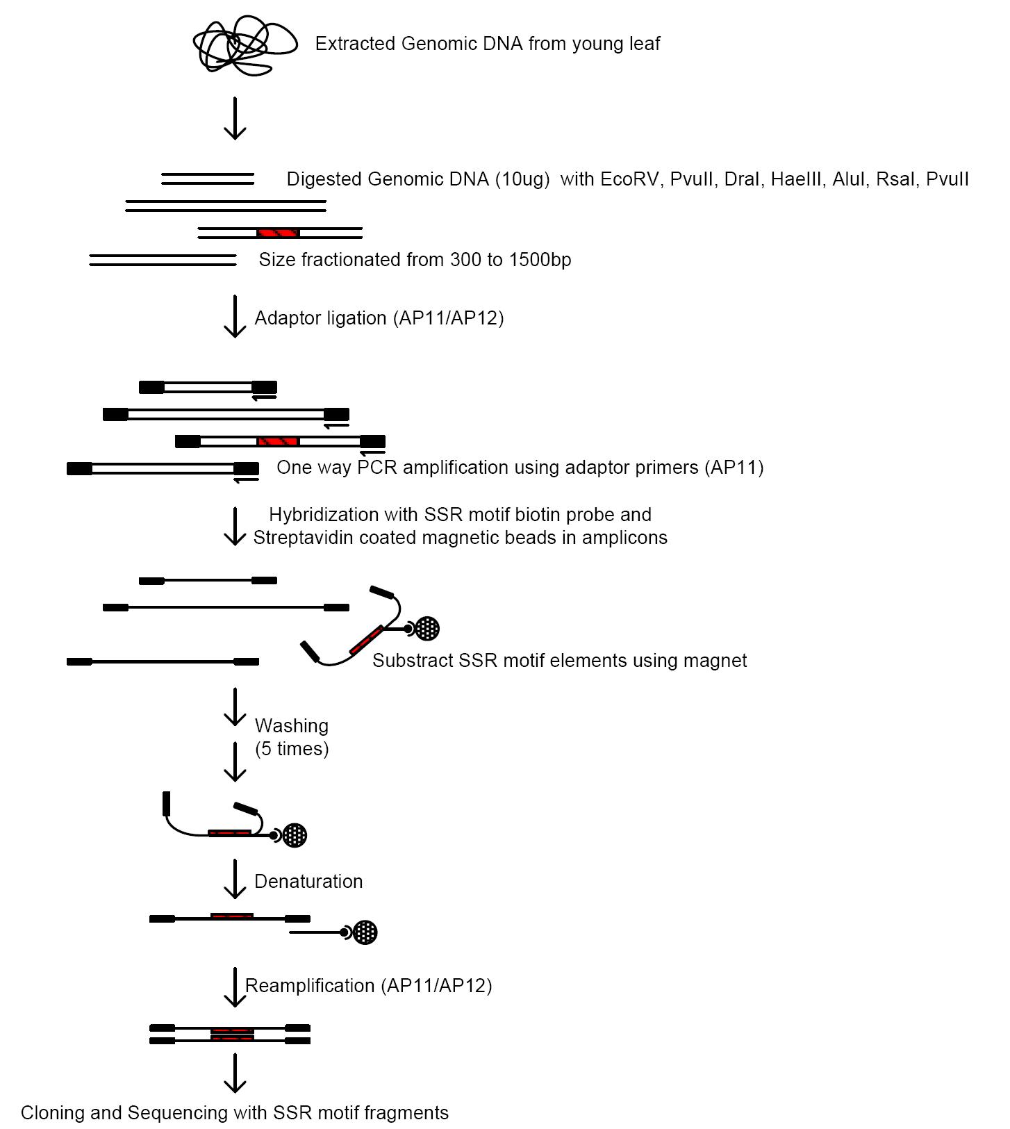 Procedure of genomic library construction