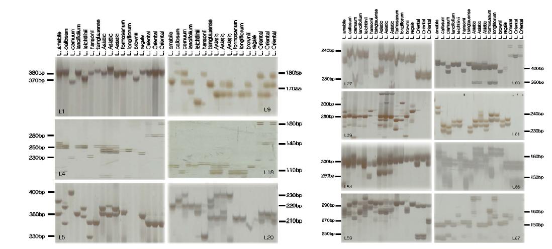 EST-SSR profiles in 17 Lilium species. EST-primers; L1, L4, L5, L9, L18, L20, L27, L39, L54, L59, L60, L61, L66 and L67.