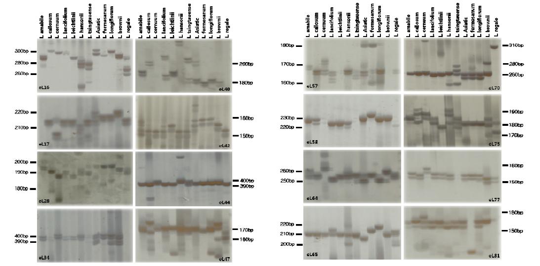 EST-SSR profiles in 12 Lilium species. EST-Primers; eL16, eL17, eL28, eL34, eL40, eL42, eL44, eL47, eL57, eL58, eL64, eL65, eL70, eL75, eL77 and eL81.