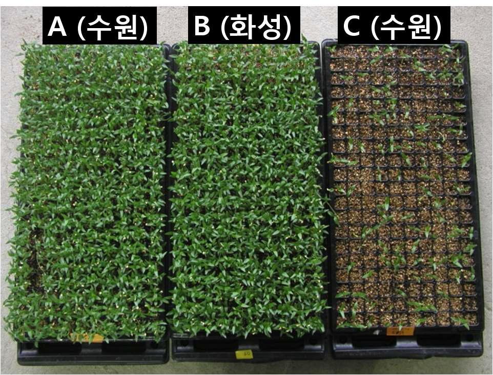 부산물 고추종자의 수집지별 발아율의 차이