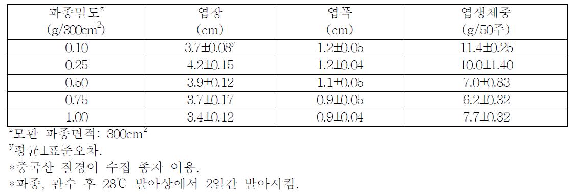 질경이 파종밀도에 따른 어린잎 생육(파종 후 25일).