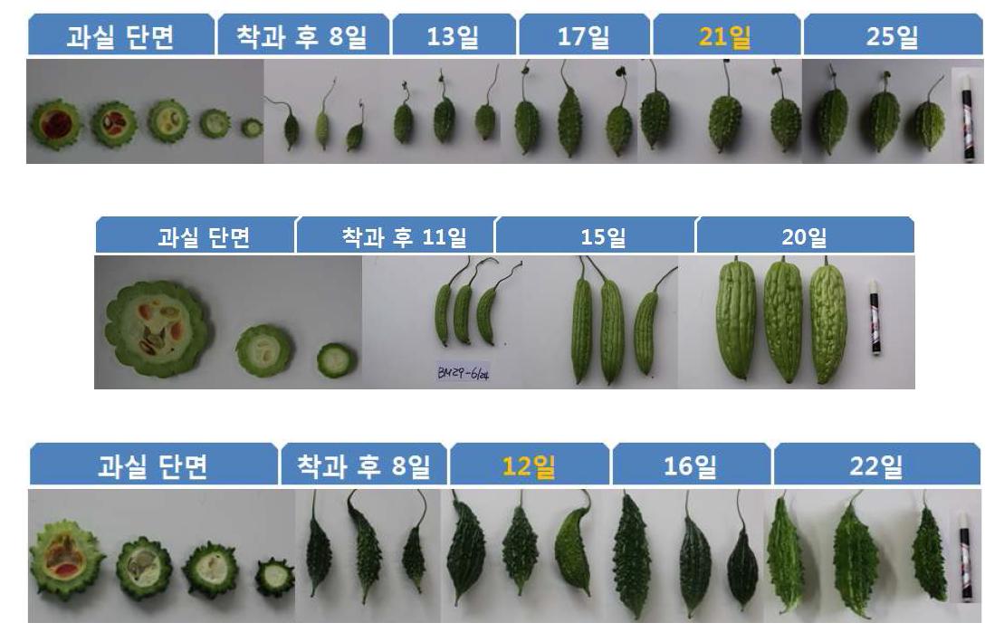 charantin함량이 높은 여주 BM1, BM29, BM31의 착과 후 일수별 과실 특성