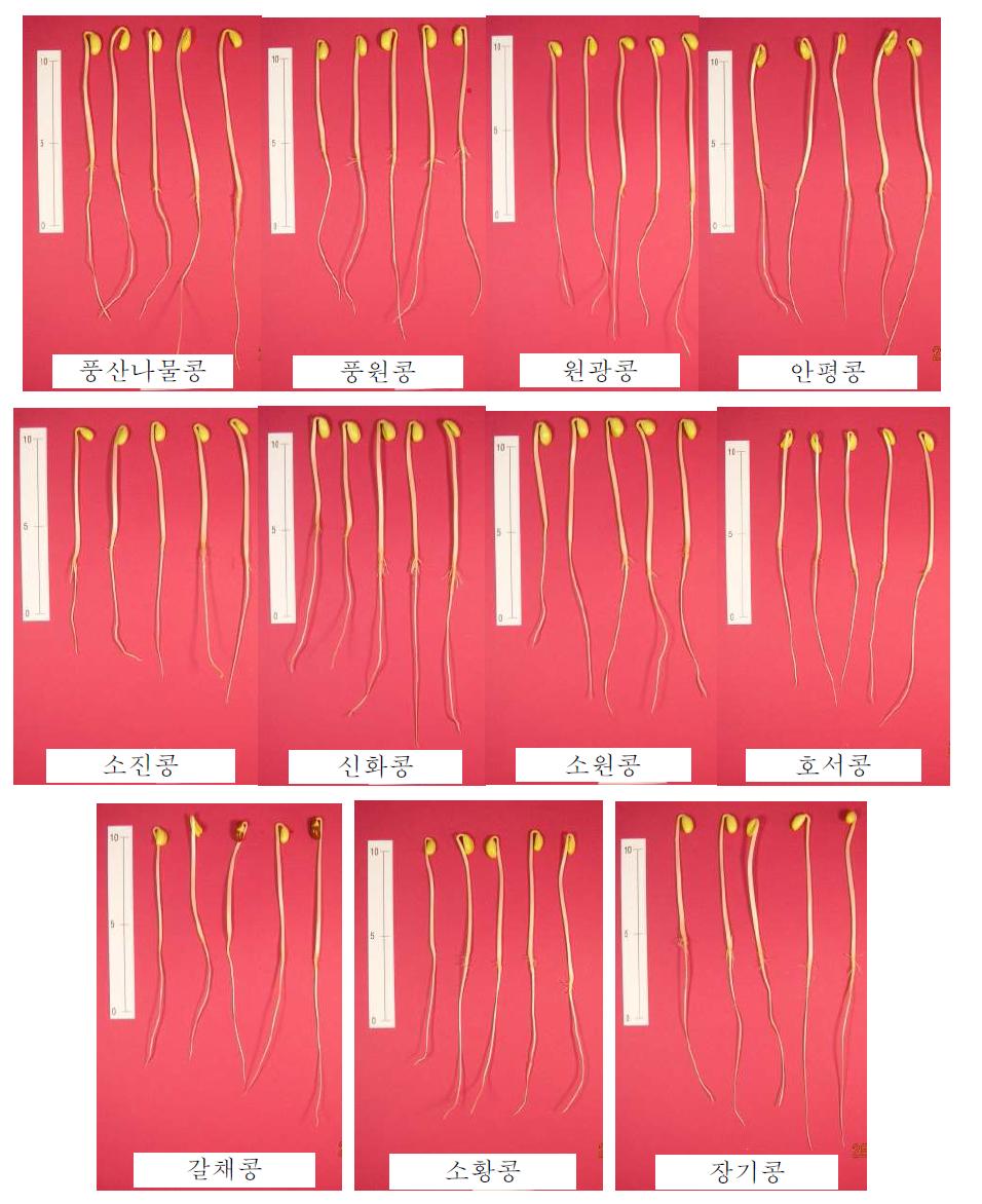 품종별 콩나물 재배 성상