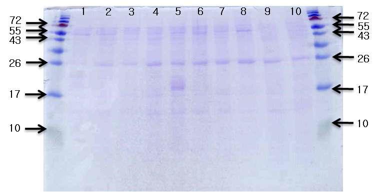 콩 품종별로 제조한 재래식 간장의 숙성 0일째 SDS-PAGE 패턴.