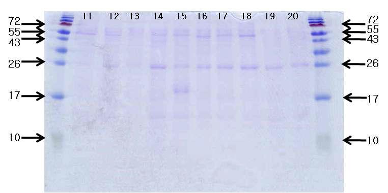 콩 품종별로 제조한 재래식 간장의 숙성 15일째 SDS-PAGE 패턴.