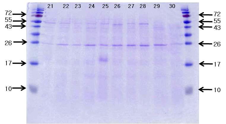 콩 품종별로 제조한 재래식 간장의 숙성 30일째 SDS-PAGE 패턴.
