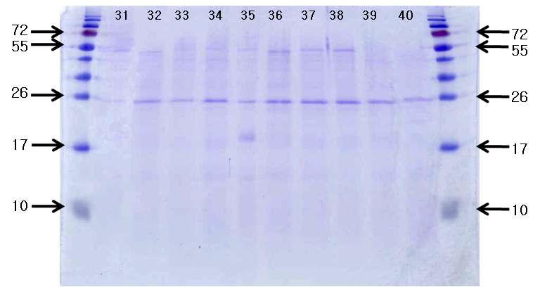 콩 품종별로 제조한 재래식 간장의 숙성 45일째 SDS-PAGE 패턴.