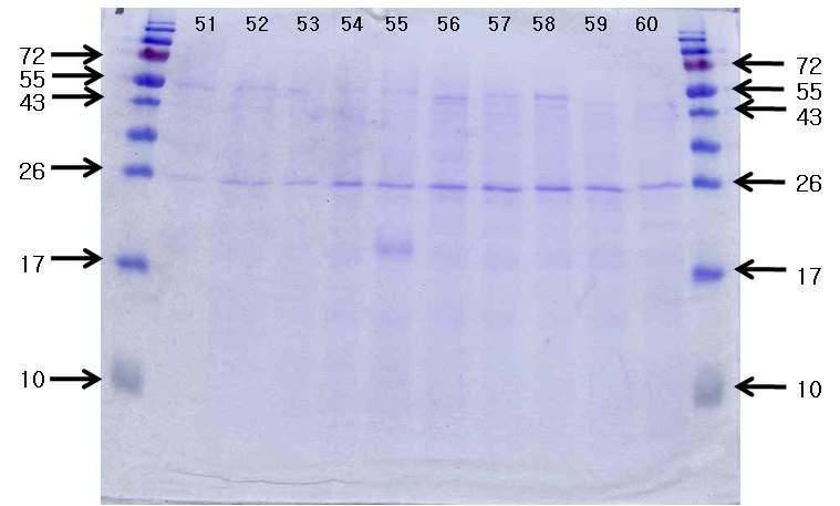 콩 품종별로 제조한 재래식 간장의 숙성 60일째 SDS-PAGE 패턴.