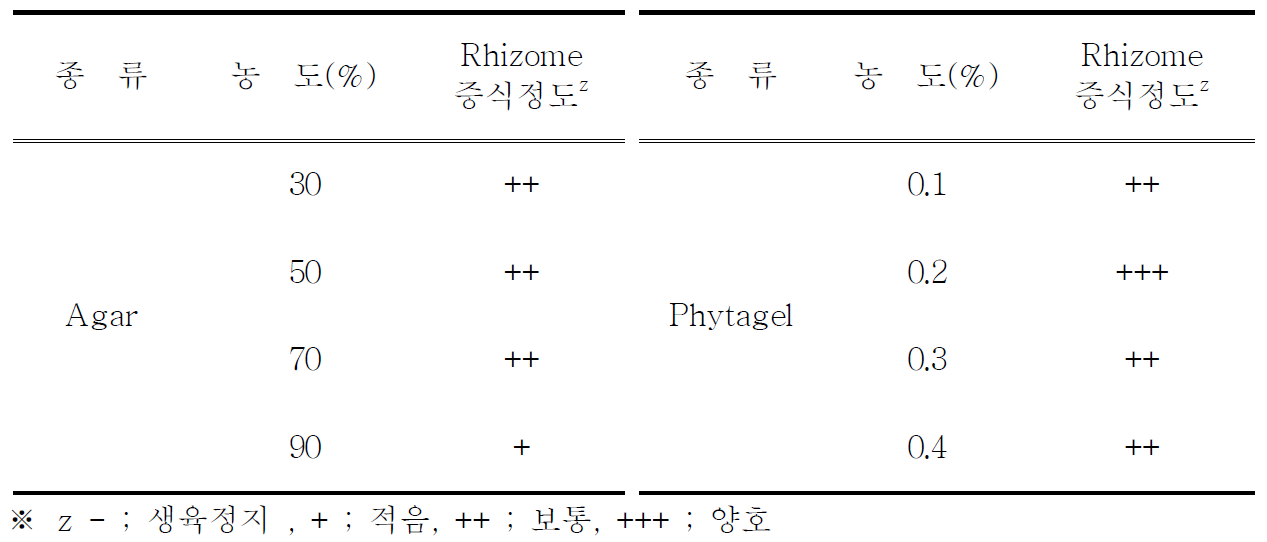 배지지지물 농도별 rhizome 생육상황